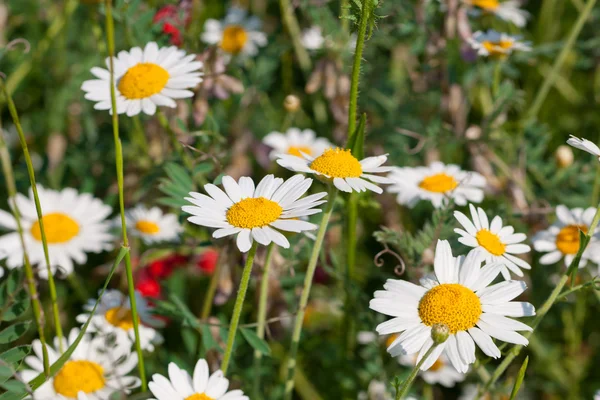 カモミールの花野生の春の花 — ストック写真