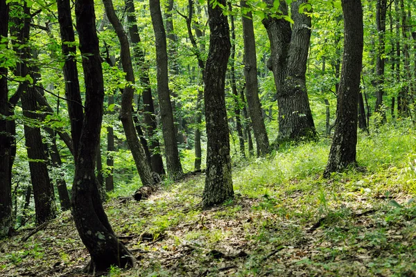 Letní oak forest — Stock fotografie