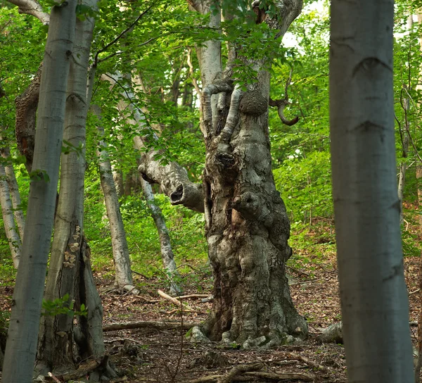 Avrupa kayını orman — Stok fotoğraf