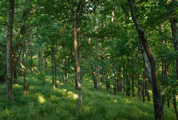 stock image Summer oak forest