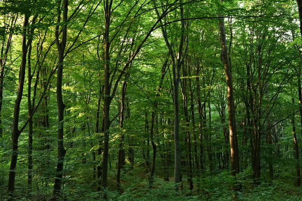 stock image Green oak forest