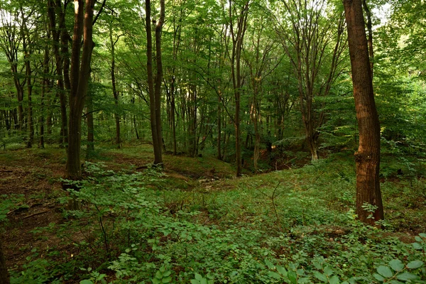 Oak forest — Stock fotografie