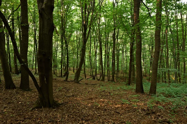 Evropské oak forest — Stock fotografie