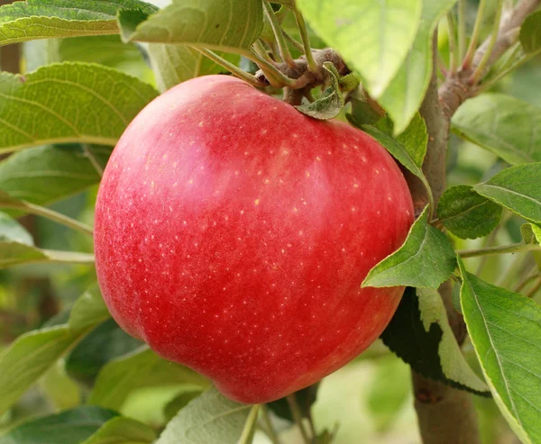 stock image Juicy red apple