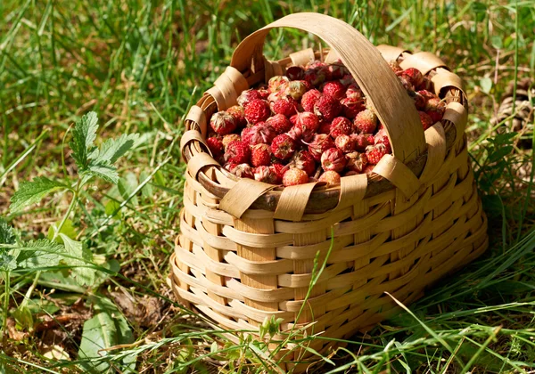 Basked full with ripe wild straberries — Stock Photo, Image
