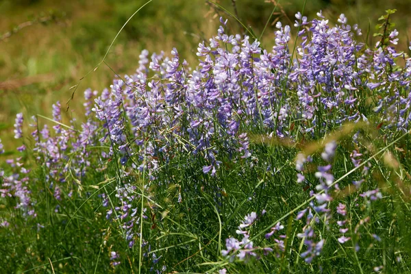 European forest herbs — Stock Photo, Image