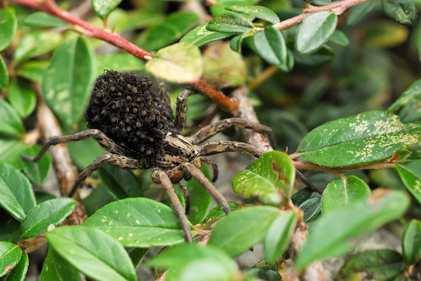 Araña con pequeñas arañas en la espalda —  Fotos de Stock