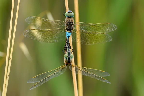 stock image Dragonfly love