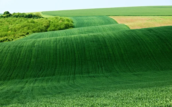 Paysage des champs de blé vert — Photo