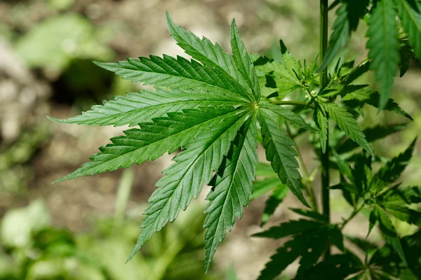 Marihuana leaf — Stock Photo, Image