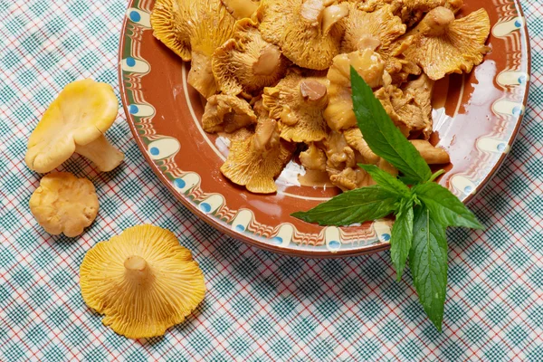 Salada de cogumelos Chanterelle — Fotografia de Stock
