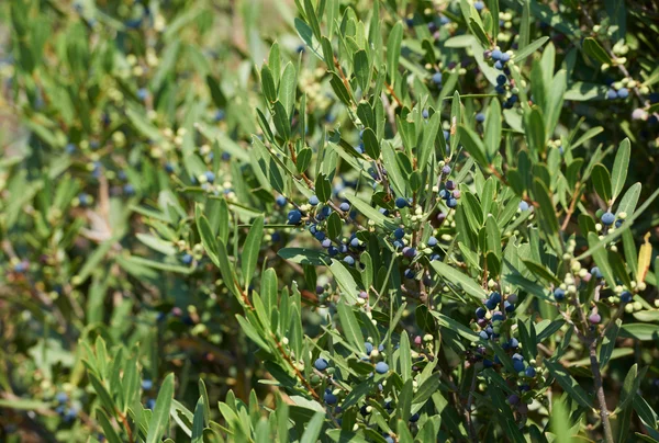 Stock image Oleaster - wild olive