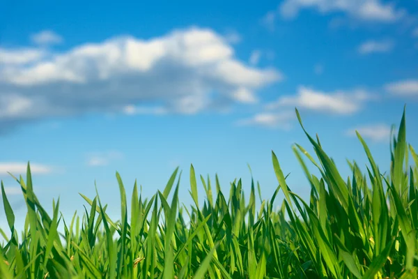 Green grass and blue sky Stock Image