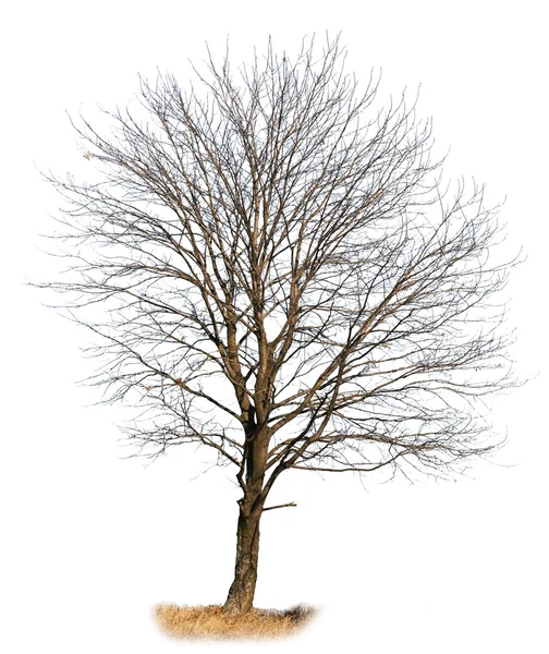 Oak tree isolated on white — Stock Photo, Image