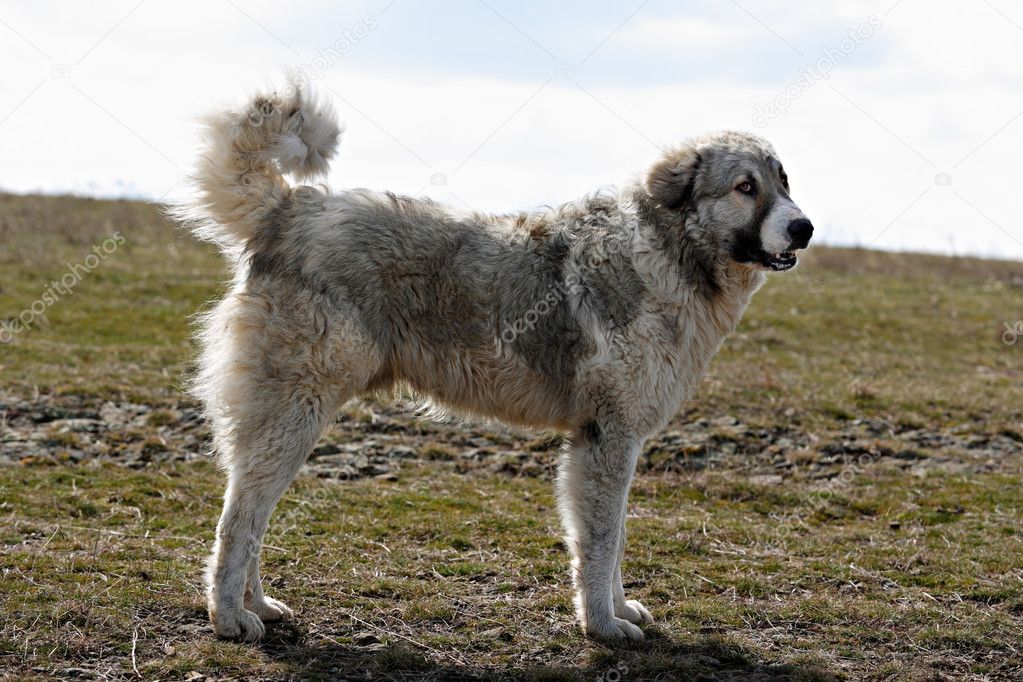 Karakachan shepherd | Bulgarian Karakachan dog — Stock Photo © mazzachi ...
