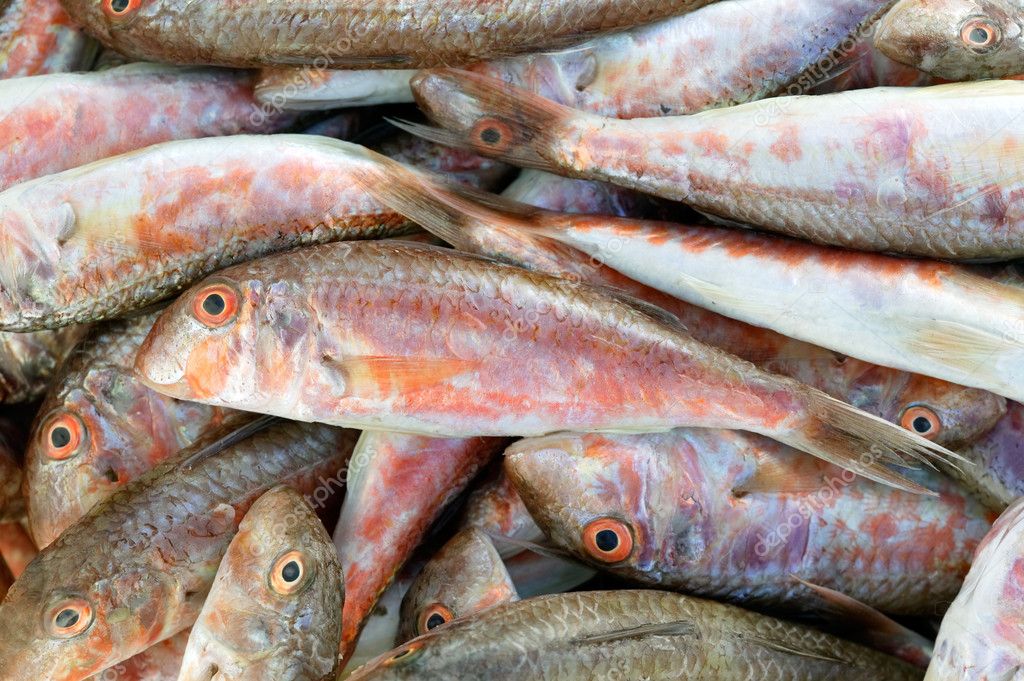 Red mullet fish — Stock Photo © mazzachi #9148659