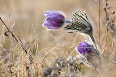 Alpine anemone flower clipart