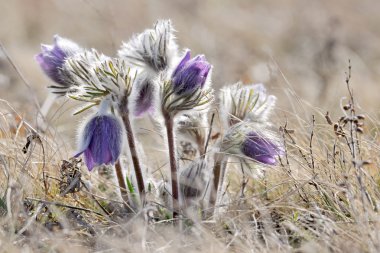 Alp anemone dağ çiçeği