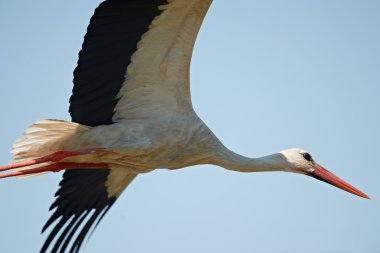 Flying stork