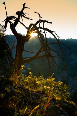 Dead tree at sunset