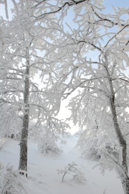 eti Noel ağaçları