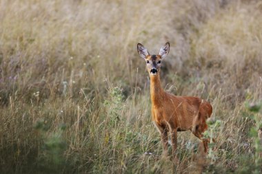 Female roe-deer in late summer color clipart