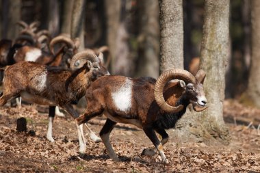 Avrupa ormandaki Mouflons