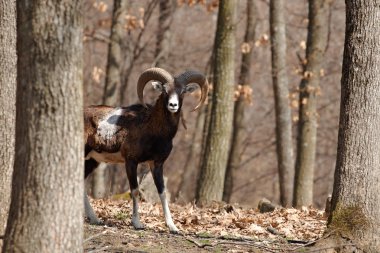 oak Forest kunduzdan oluşur erkek