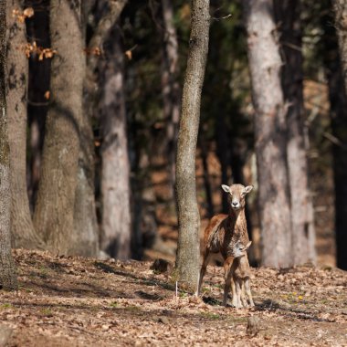 Female mouflon with kid clipart