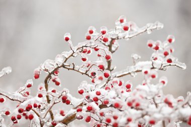 Frozen hawthorn branch clipart