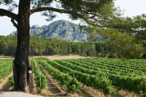 stock image Vineyard in French Provence