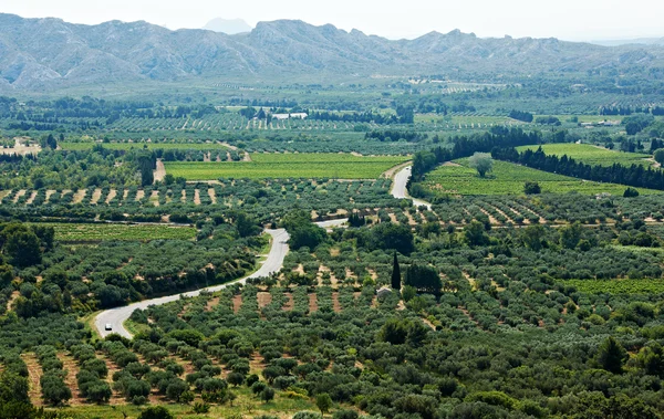 Typická krajina provence s olivovými zahradami — Stock fotografie