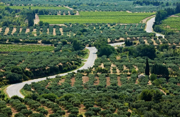 Weg tussen olijf tuinen van Franse provence — Stockfoto