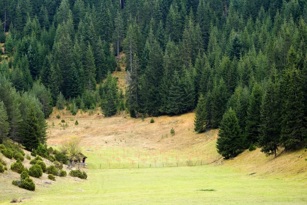 Pine forest in Rhodope mountains — Stock Photo, Image