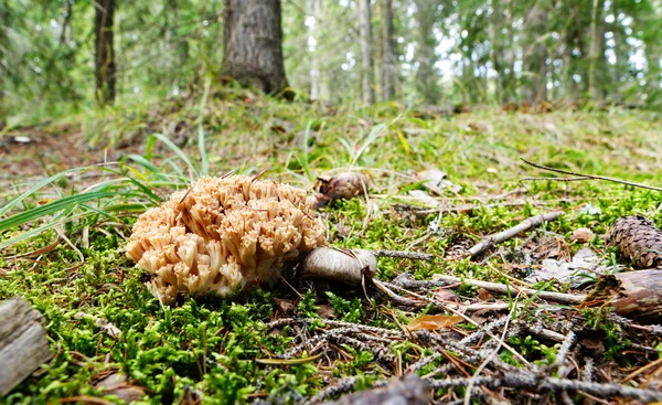 Coral mushroom in forest — Stock Photo, Image