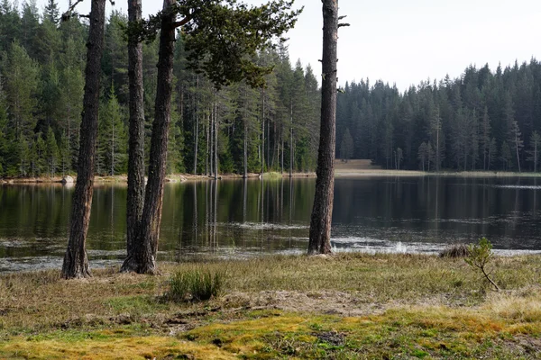 Pine trees at the lake — Stock Photo, Image