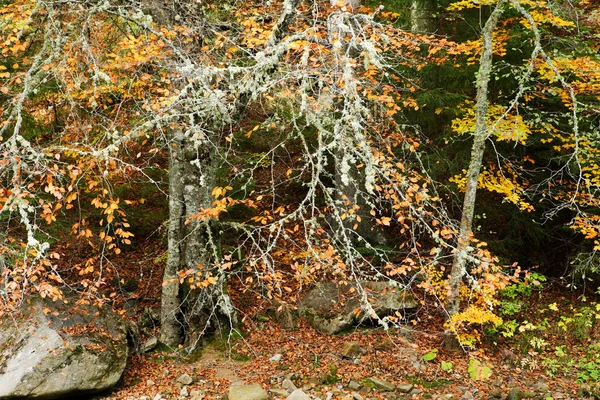 Осенний буковый лес в Европе — стоковое фото