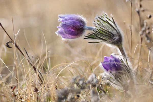 Flor de anêmona alpina — Fotografia de Stock