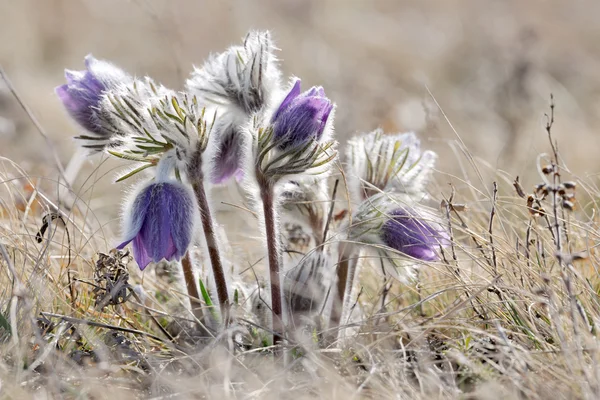 Alpine anemone mountain flower — Stock Photo, Image