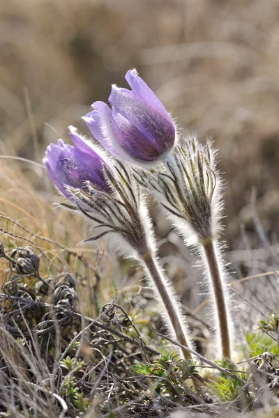 Alpine anemone flower vertical — Stock Photo, Image