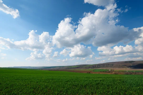 Paesaggio con campo verde e cielo blu — Foto Stock