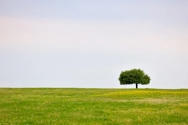 Весенний луг с деревом — стоковое фото