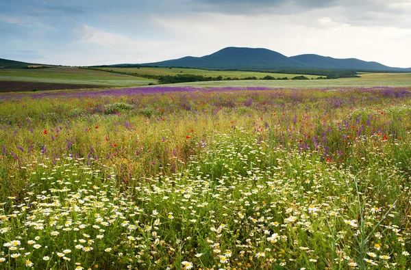 野生の花と春の風景 — ストック写真