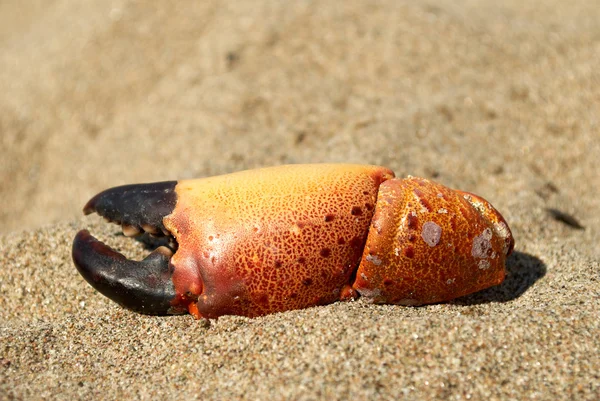 Crab pincers on beach sand — Stock Photo, Image
