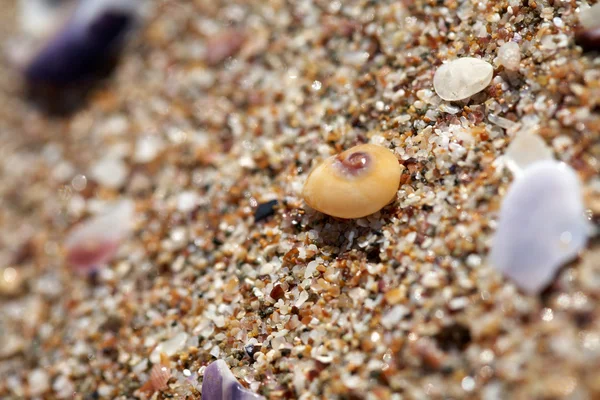 Muschel und Sand am Strand — Stockfoto
