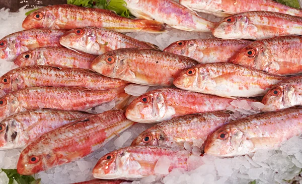 Pescado salmonete rojo en venta — Foto de Stock