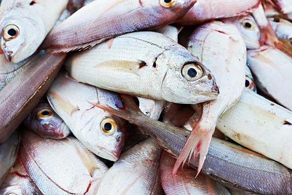 Świeże ryby z Morza Śródziemnego — Zdjęcie stockowe