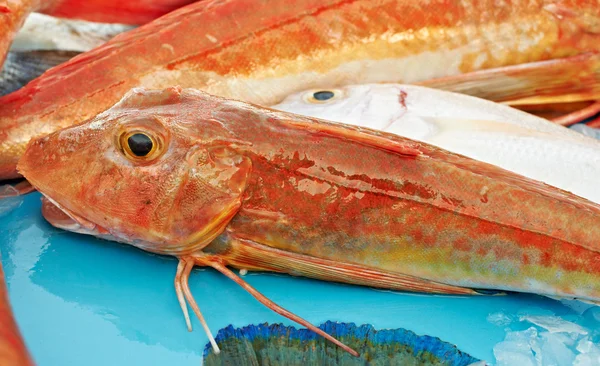 販売のための赤い魚 — ストック写真
