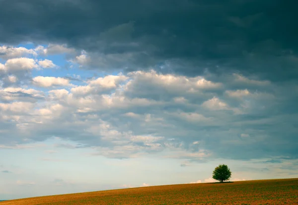 Одинокое дерево и облачное небо — стоковое фото