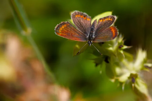 Papillon d'été orange — Photo